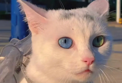 宠主给你说,玩猫蛋蛋猫是什么感觉? 宠主给你说,玩猫蛋蛋猫是什么感觉?