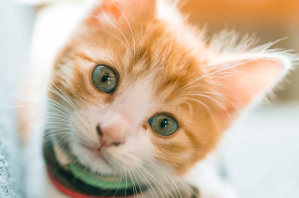 宠主须知，猫开心时候的表现