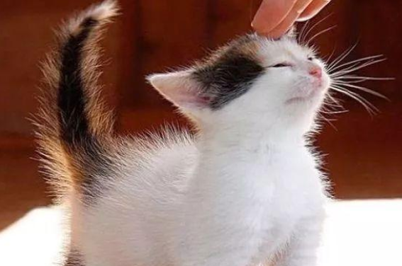 宠主须知，猫开心时候的表现