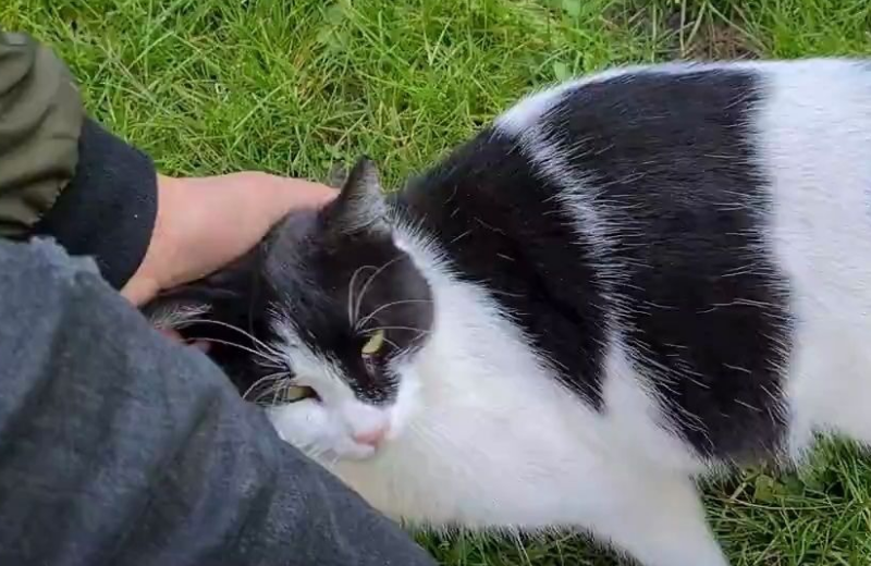 流浪猫为什么绕着腿转？想留下它的气味