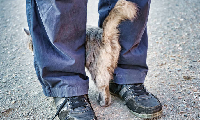 流浪猫为什么绕着腿转？想留下它的气味