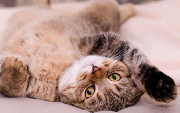 猫开心的时候尾巴是什么样的，速看！