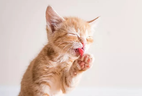 猫开心的时候尾巴是什么样的，速看！