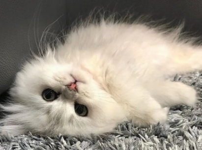 猫身上的跳蚤怎么治？不知道的来看看！