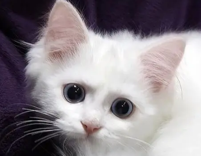 猫身上的跳蚤怎么治？不知道的来看看！