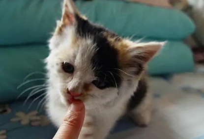 猫为什么喜欢闻东西？可以来看看！