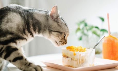 猫为什么喜欢闻东西？可以来看看！