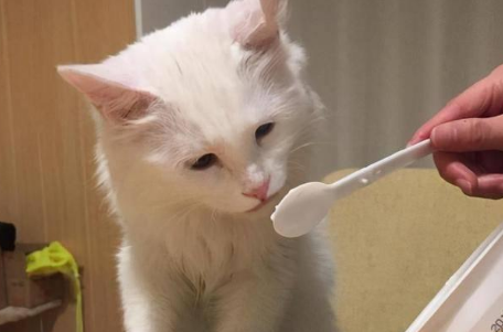 猫咪五个月接回来还能亲人吗？宠主可以了解一下！