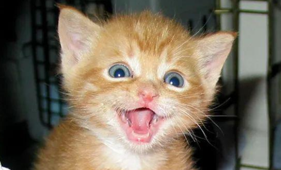 猫开心的时候怎么叫的，快来get下吧！