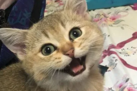 猫开心的时候怎么叫的，快来get下吧！