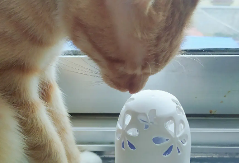 喷空气清新剂对猫有影响吗？一起来瞧瞧