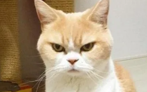 今日科普：猫生气了有什么表现？