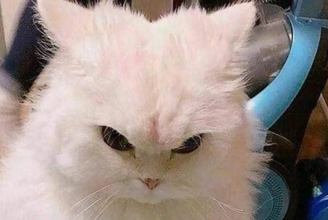 今日科普：猫生气了有什么表现？