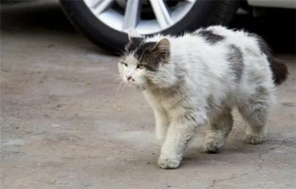 怎样把经常喂的流浪猫赶走？这几招你可以学习下