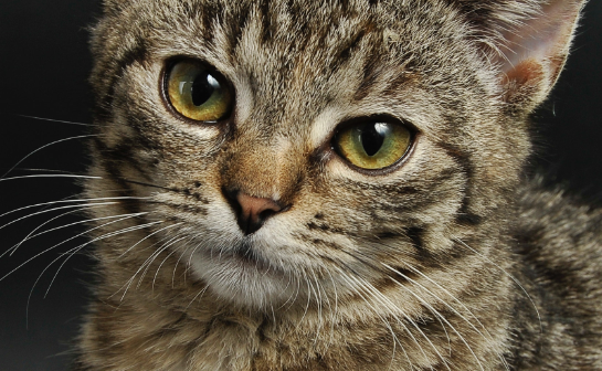 怎样把经常喂的流浪猫赶走？这几招你可以学习下