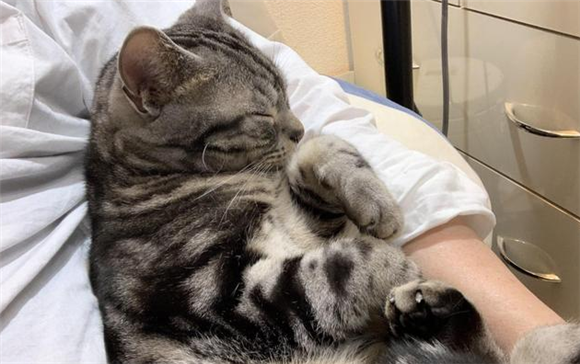 猫喜欢挨着人睡是什么意思?可能是依赖你 猫喜欢挨着人睡是什么意思?可能是依赖你