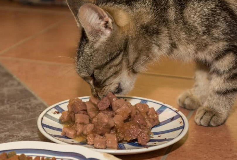 猫可以吃猪肝吗？看完这篇文章，你就知道了
