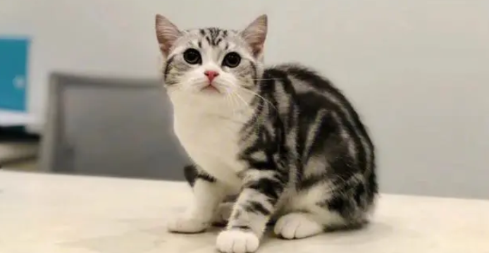美短高地猫是什么品种?一起来了解一下吧 美短高地猫是什么品种?一起来了解一下吧