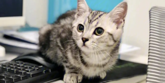 美短高地猫是什么品种?一起来了解一下吧 美短高地猫是什么品种?一起来了解一下吧
