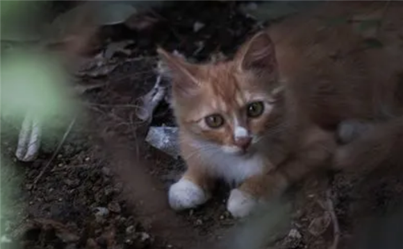 流浪猫半夜撕心裂肺的叫,其实是因为这些 流浪猫半夜撕心裂肺的叫,其实是因为这些