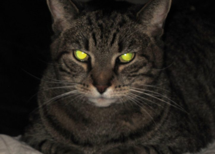 猫眼在夜里会发光的原因？你们知道吗？