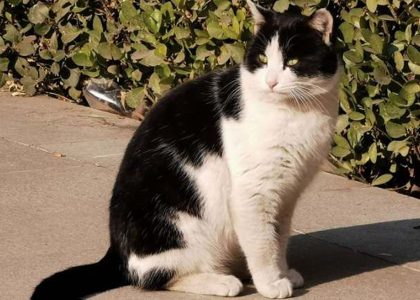 今日科普：奶牛猫为什么那么粘人？