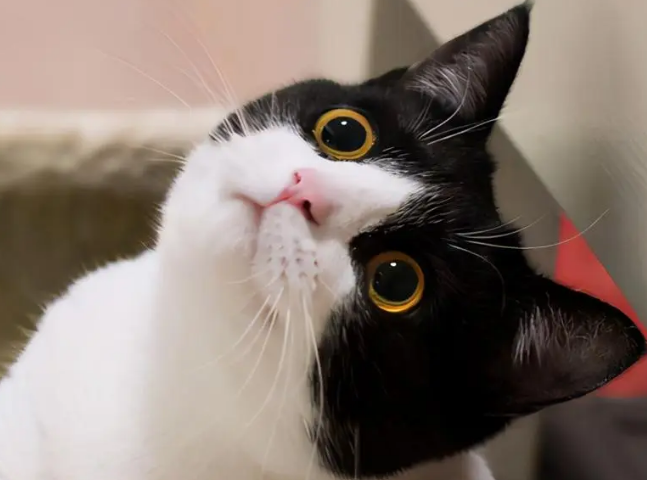 今日科普：奶牛猫为什么那么粘人？