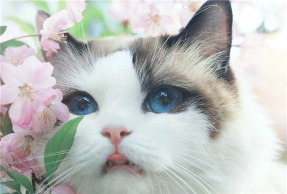 世界上最漂亮的猫,你觉得是哪种呢? 世界上最漂亮的猫,你觉得是哪种呢?