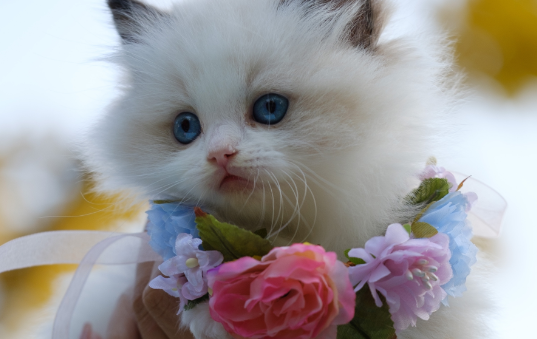 世界上最漂亮的猫,你觉得是哪种呢? 世界上最漂亮的猫,你觉得是哪种呢?