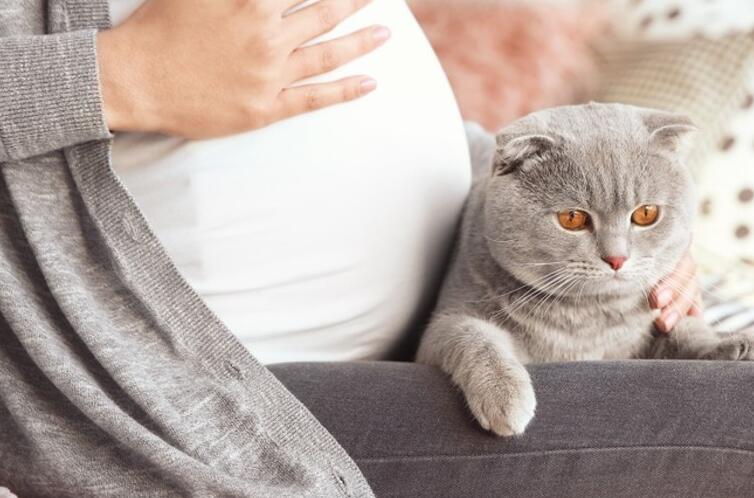 为什么猫咪喜欢接近孕妇？说了你别不信