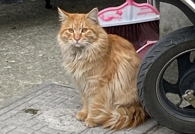 怎样能把流浪猫彻底赶走？本文告诉你