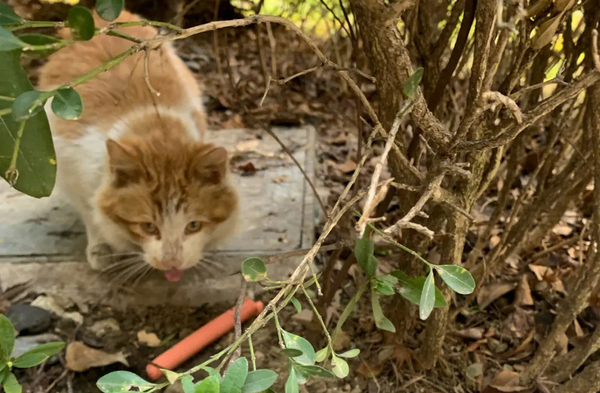 怎样能把流浪猫彻底赶走？本文告诉你