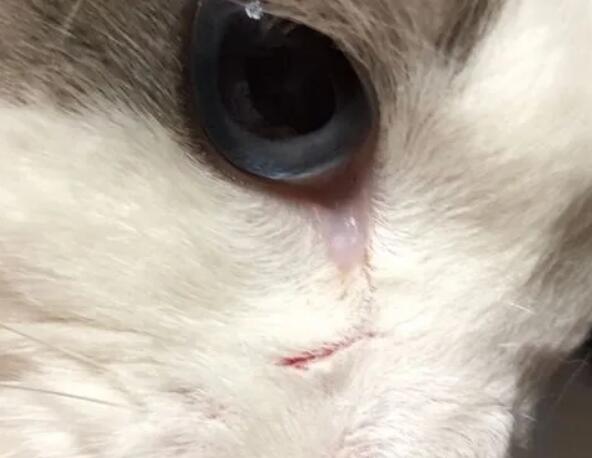 猫的抓痕和划痕的区别？铲屎官一定要清楚