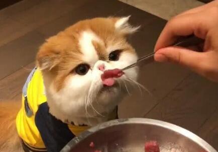 给猫吃生肉要怎么处理？有人知道吗？
