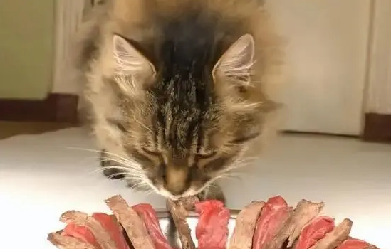 给猫吃生肉要怎么处理？有人知道吗？