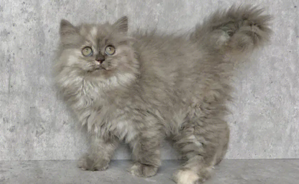 高地猫为啥养的人不多？明明那么好看！