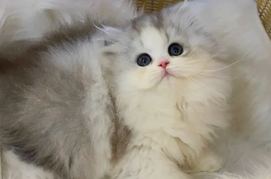 高地猫为啥养的人不多？明明那么好看！