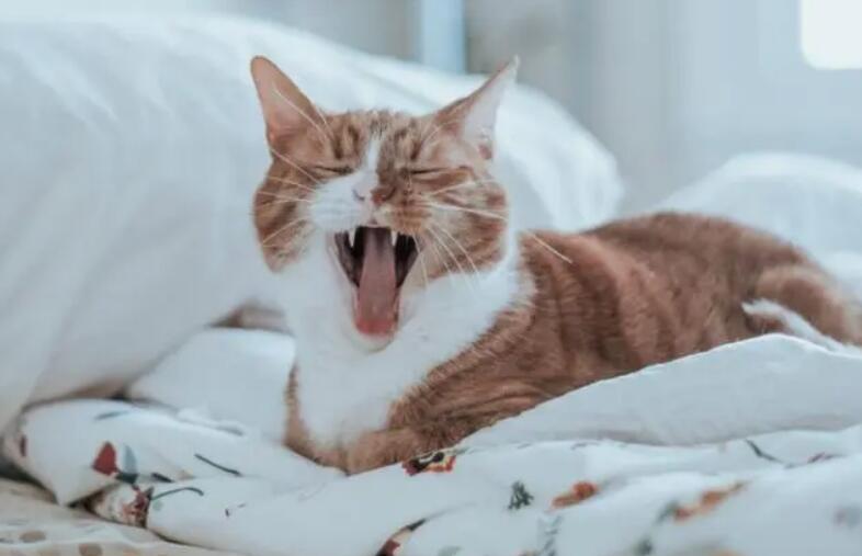 猫的喷嚏对人有影响吗？一起来看看
