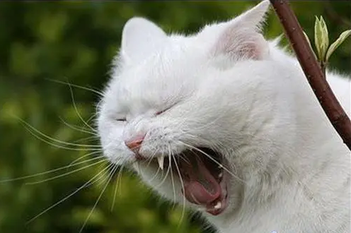 猫的喷嚏对人有影响吗？一起来看看