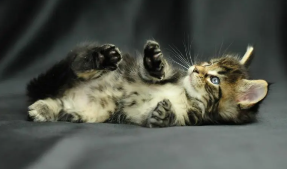 猫咪的异瞳形成的原因有哪些？一文教会你！