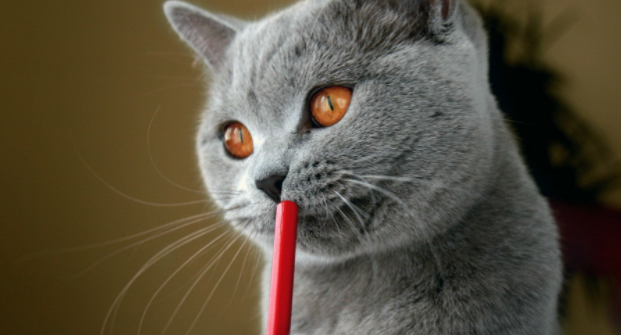 猫咪的异瞳形成的原因有哪些？一文教会你！
