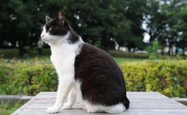 日本猫品种有哪些呢？此文帮你解答