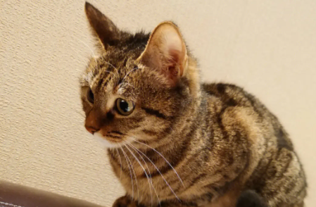 日本猫品种有哪些呢？此文帮你解答