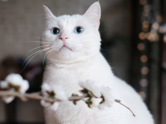 猫咪肉垫的秘密？这里可以了解~
