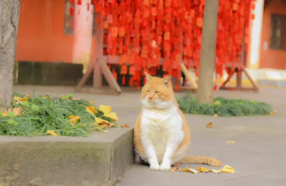 橘猫掉毛严重吗？有必要了解一下！