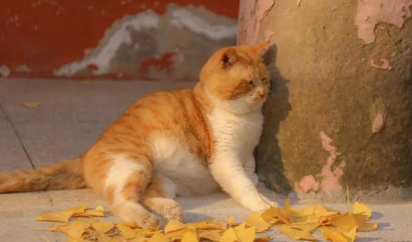 橘猫掉毛严重吗？有必要了解一下！