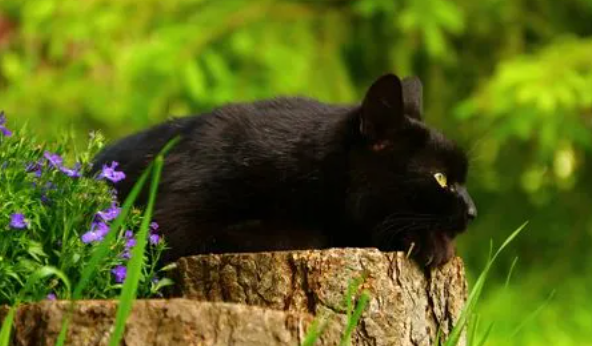 小黑猫种类有哪些？想养的铲屎官来看看吧