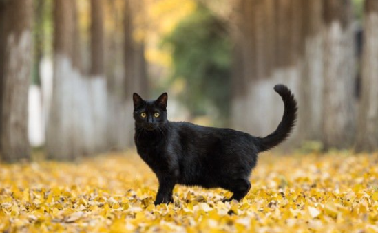 小黑猫种类有哪些？想养的铲屎官来看看吧