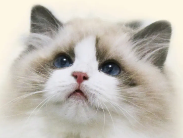 猫为什么叫夜猫子？看这篇文章