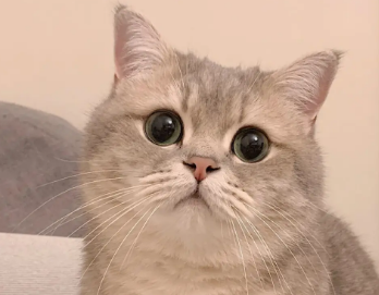 猫为什么叫夜猫子？看这篇文章